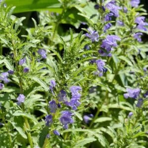 semeces-de-lecoumene-melisse-de-moldavie-bio