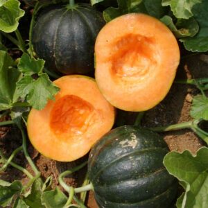 semeces-de-lecoumene-melon-noir-des-carmes-bio