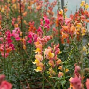 semeces-de-lecoumene-muflier-orange-wonder-bio