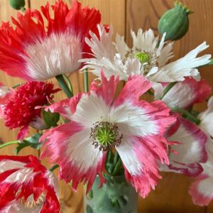 semeces-de-lecoumene-pavot-amphora-bio