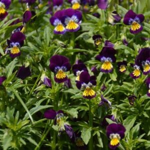 semeces-de-lecoumene-pensee-sauvage-bio