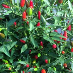 semeces-de-lecoumene-piment-thai-hot-bio