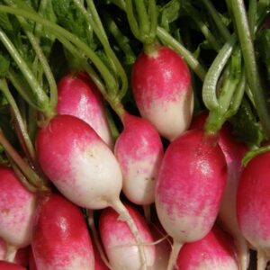semeces-de-lecoumene-radis-petit-dejeuner-francais-bio