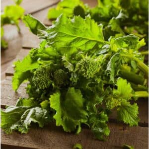 semeces-de-lecoumene-rapini-spring-raab-bio