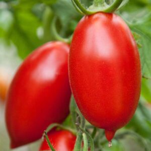 semeces-de-lecoumene-tomate-amish-bio