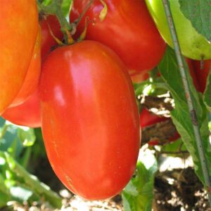 semeces-de-lecoumene-tomate-aunt-marys-paste-bio