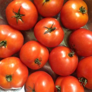 semeces-de-lecoumene-tomate-czechs-bush-bio