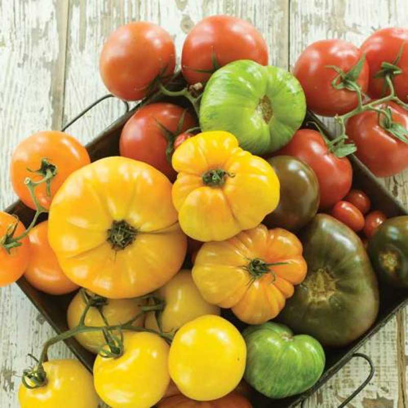 semeces-de-lecoumene-tomate-en-melange-gros-fruits-bio