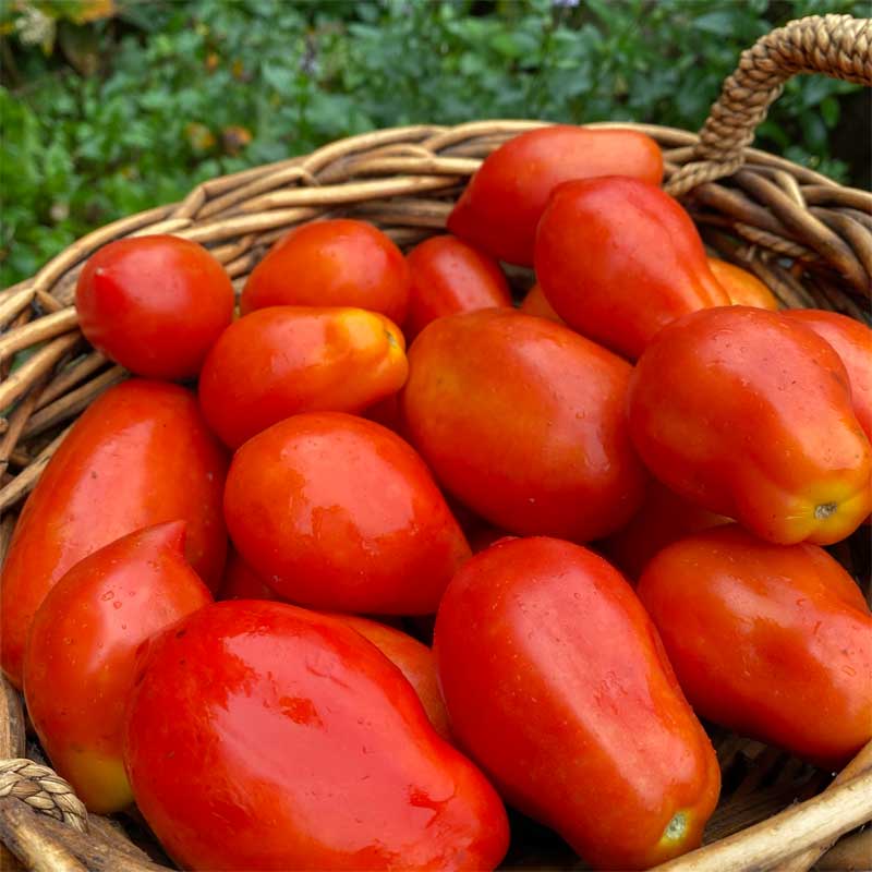 semeces-de-lecoumene-tomate-en-melange-italiennes-bio