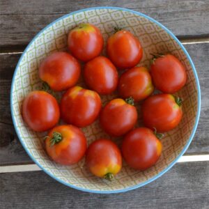 semeces-de-lecoumene-tomate-glacier-bio