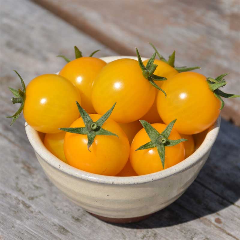 semeces-de-lecoumene-tomate-gold-nugget-bio
