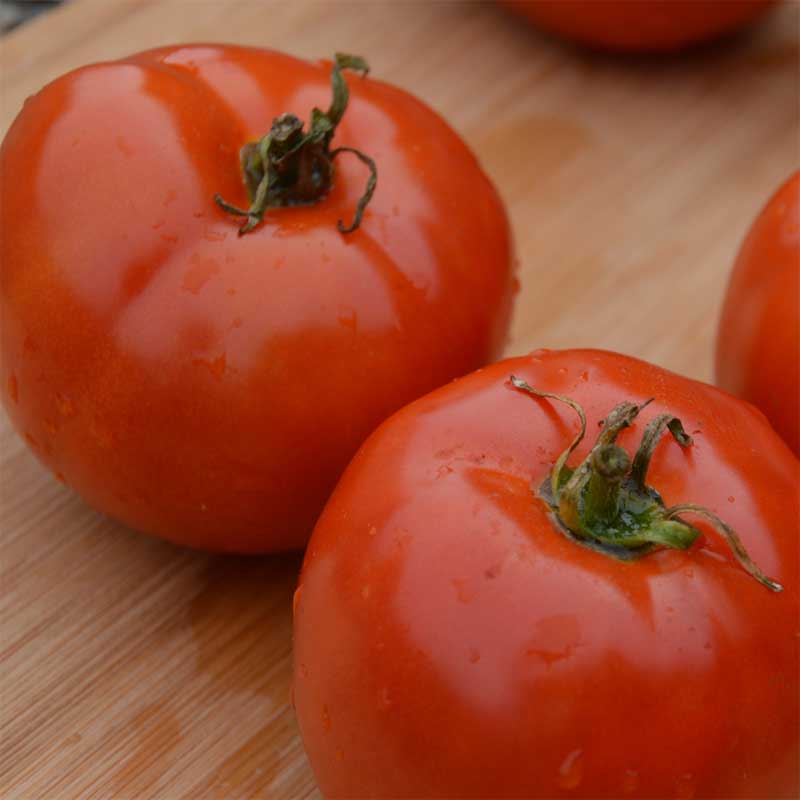 semeces-de-lecoumene-tomate-manitoba-bio