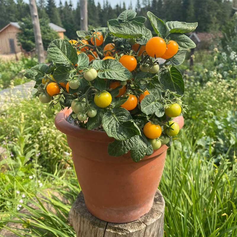 semeces-de-lecoumene-tomate-orange-hat-bio