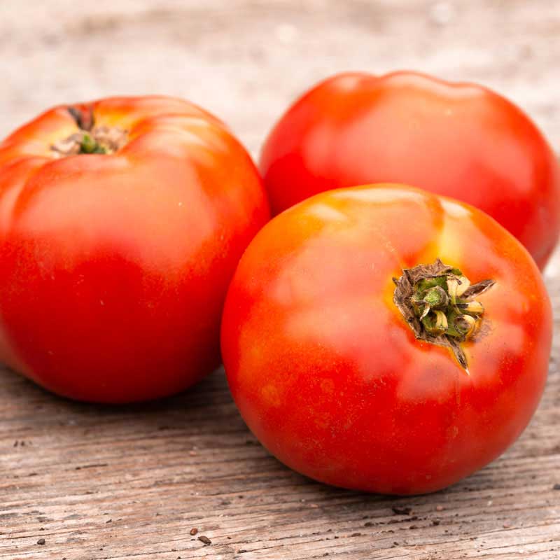 semeces-de-lecoumene-tomate-plourde-bio
