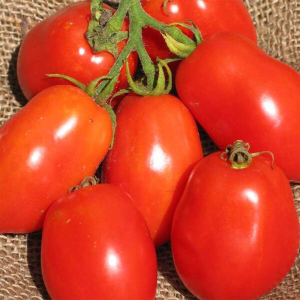 semeces-de-lecoumene-tomate-ropreco-paste-bio
