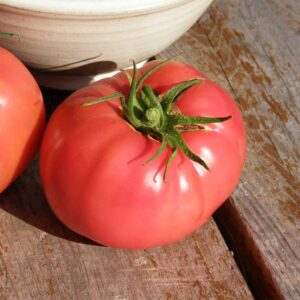 semeces-de-lecoumene-tomate-savignac-bio
