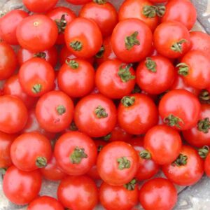 semeces-de-lecoumene-tomate-sub-arctic-bio