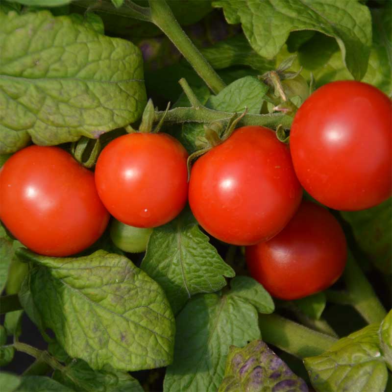 semeces-de-lecoumene-tomate-tiny-tim-bio