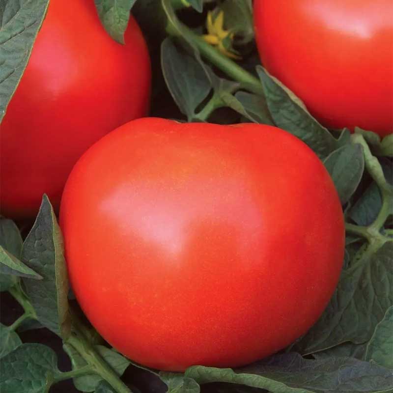 tomate-mega-fantastique