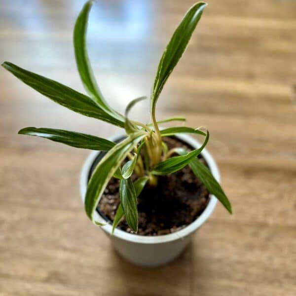 aglaonema