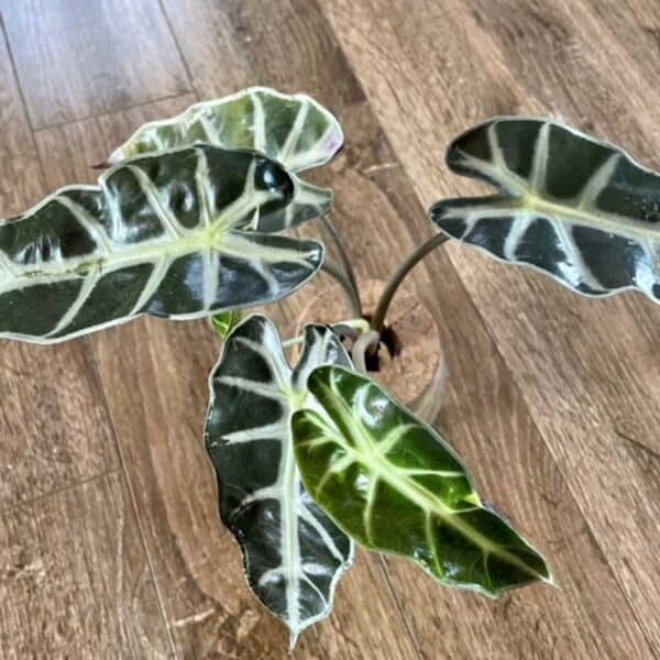 alocasia