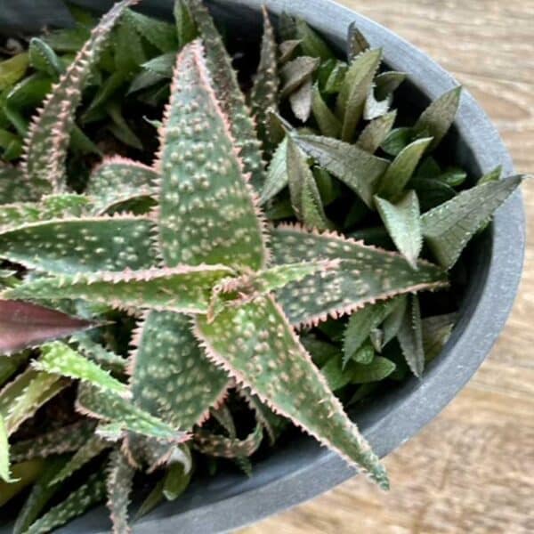 aloe