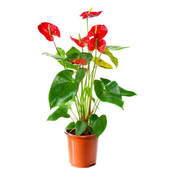 anthurium