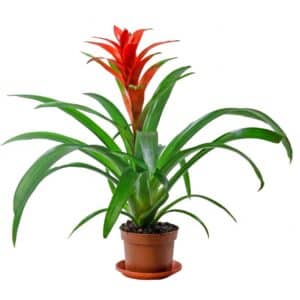 bromelia