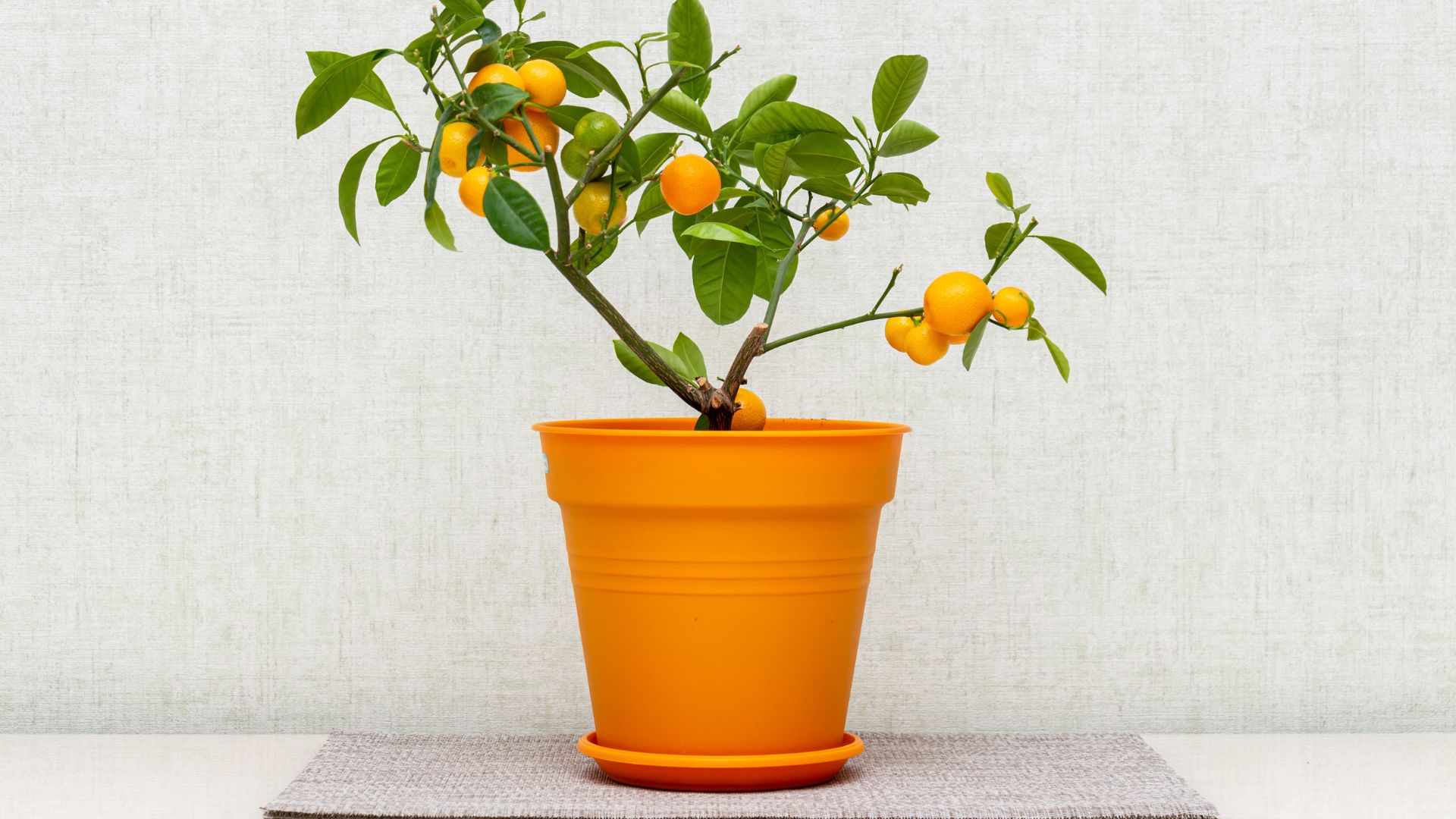 calamondin