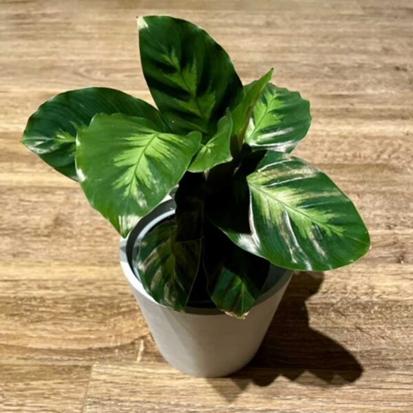 calathea-louisae