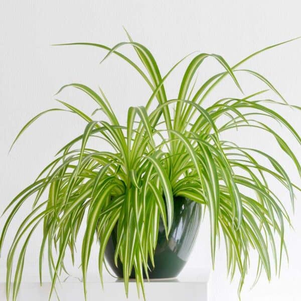 chlorophytum