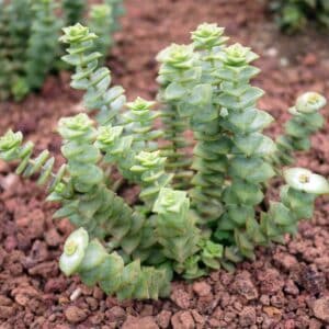 crassula-variegata