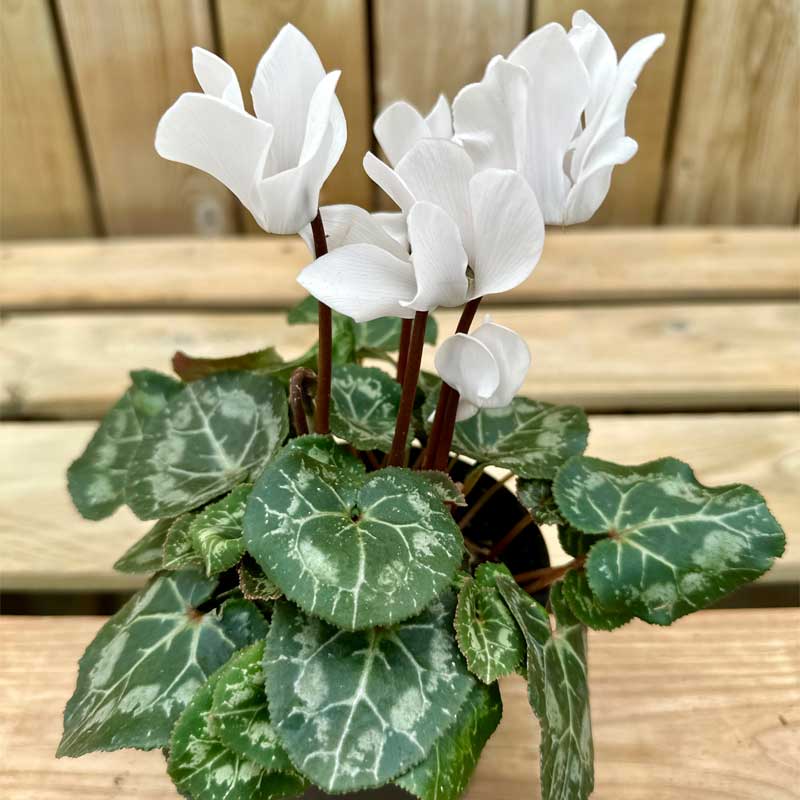 cyclamen