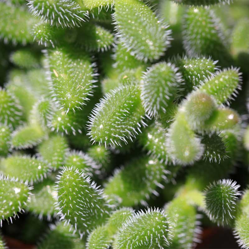 delosperma-echinatum