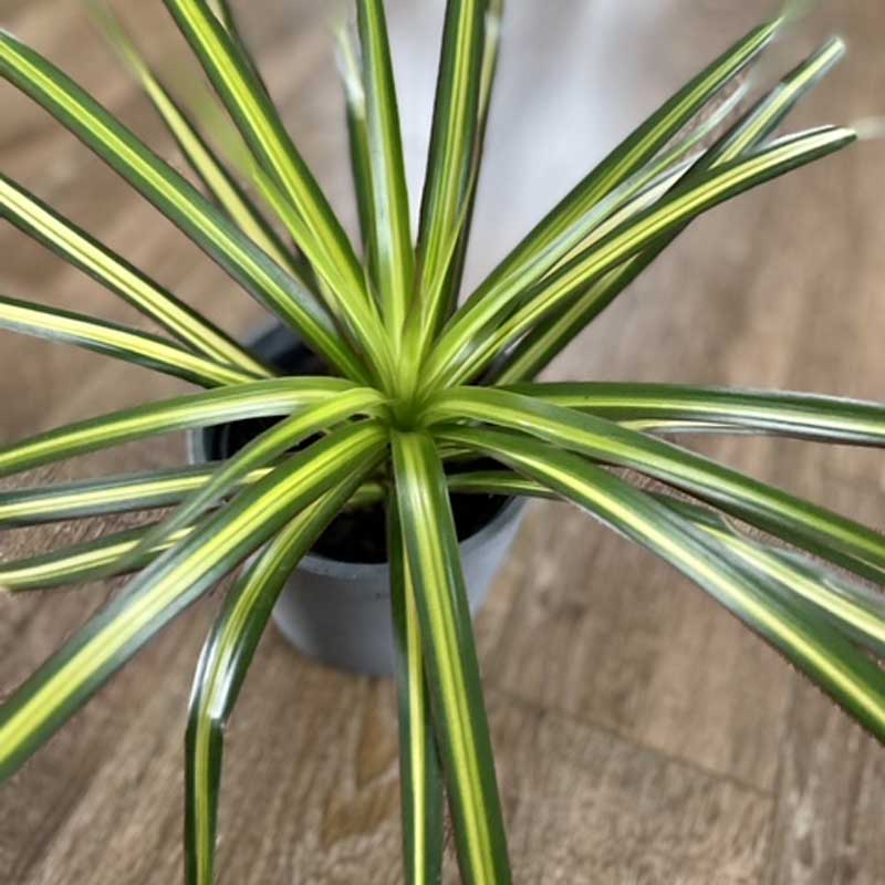 dracaena