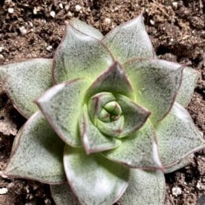 echeveria-agavoides