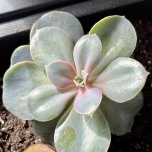 echeveria-hybrid