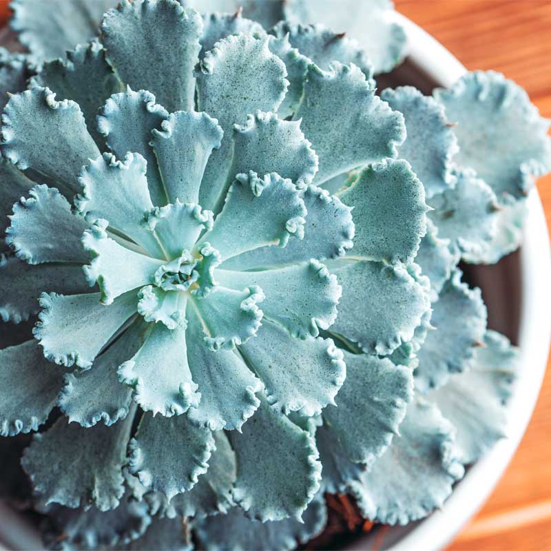 echeveria-shaviana