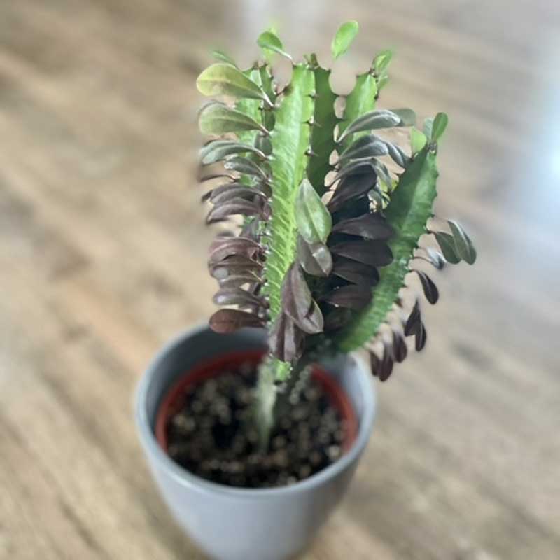 euphorbia-trigona