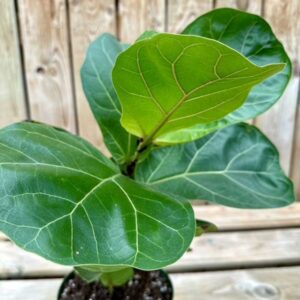 ficus-lyrata