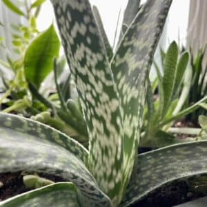 gasteria