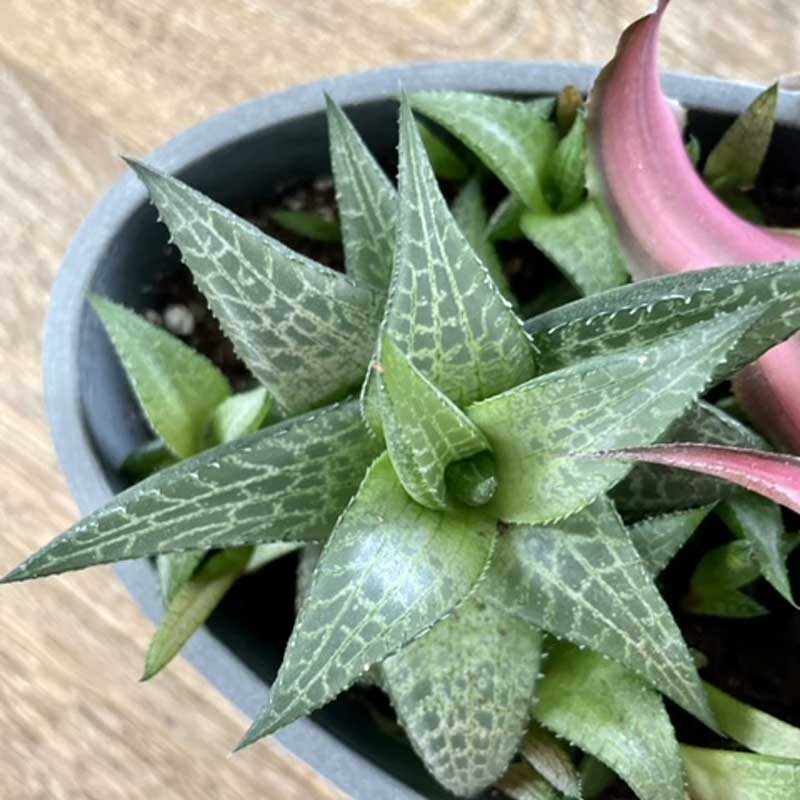 haworthia