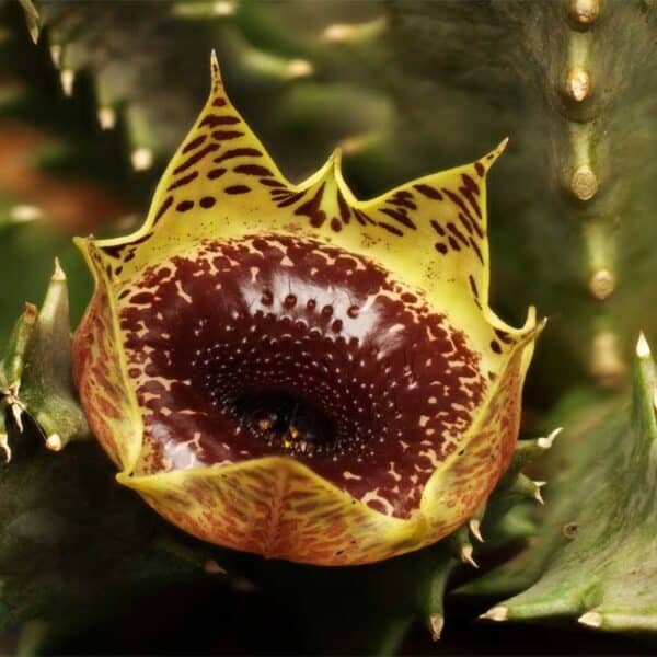 huernia