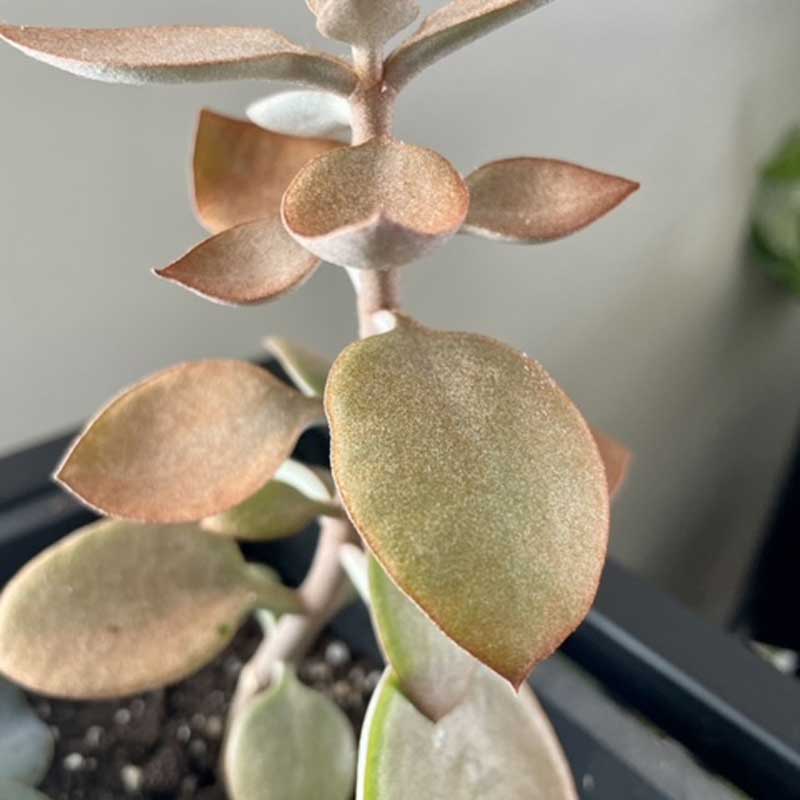 kalanchoe