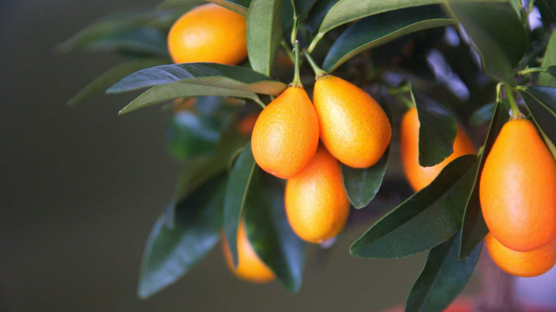 kumquat