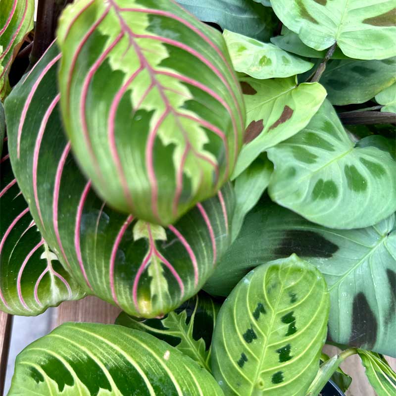 maranta