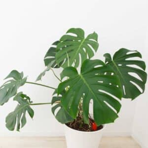 monstera