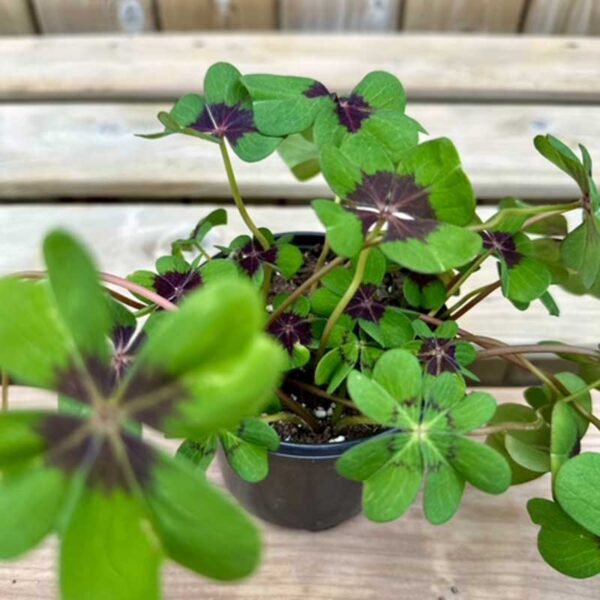 oxalis