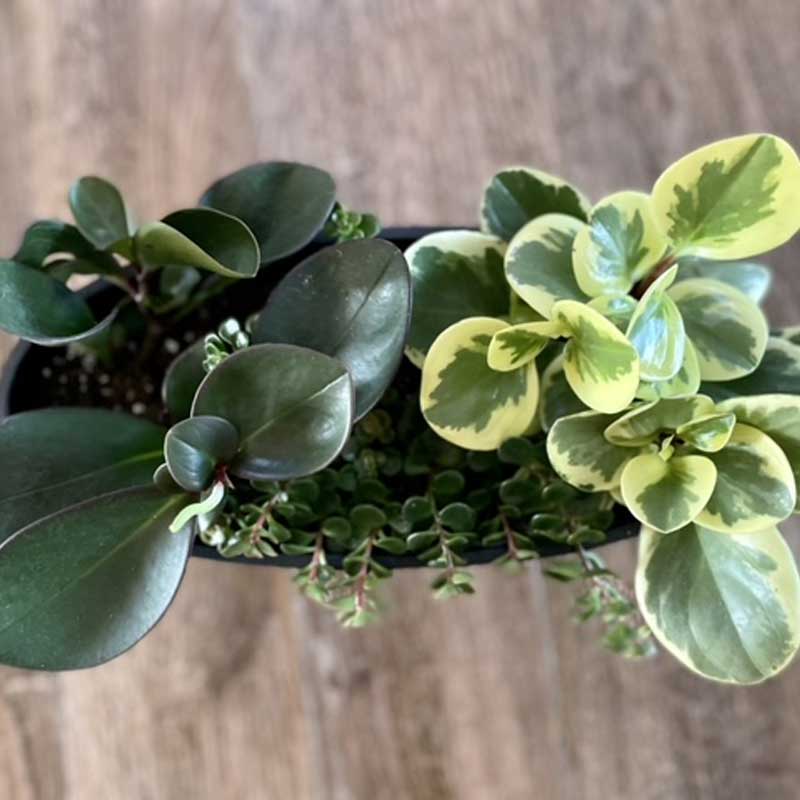 peperomia