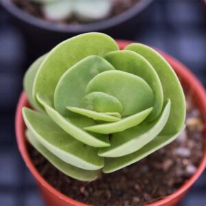 portulaca-molokiniesis